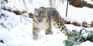 EEUU reporta el primer positivo de covid-19 de un leopardo de las nieves