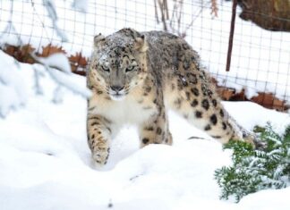 EEUU reporta el primer positivo de covid-19 de un leopardo de las nieves