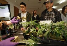 San Francisco prohíbe fumar tabaco en casa, pero permite la marihuana