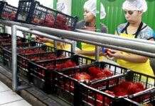 Inspectores de SENASA son capacitados en exportación de productos agrícolas frescos