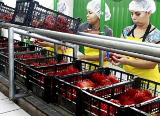 Inspectores de SENASA son capacitados en exportación de productos agrícolas frescos