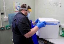 Científicos británicos investigan si la nueva cepa contagia más a los niños cientificos