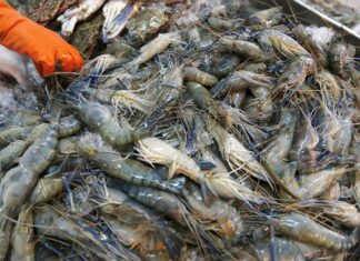China halla restos del virus en envases de gambas importadas de Sudamérica peces