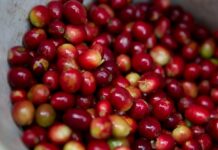 Alrededor de 1,500 quintales de café se han exportado a Alemania desde El Paraíso