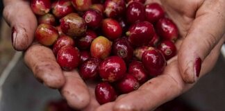 Honduras busca 350.000 personas para recoger café en período más productivo
