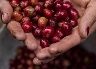 Suben en un 409% los ingresos por exportación de café hondureño en cosecha 2021-2022