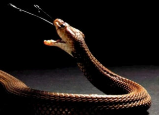 El veneno de las cobras evolucionó para defenderse de los predadores