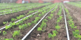 «Honduras Se Levanta» apoya a 156 productores en el departamento de Olancho