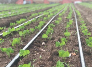 «Honduras Se Levanta» apoya a 156 productores en el departamento de Olancho