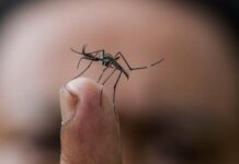 En un 40% aumentan los casos de dengue a nivel nacional, reportan autoridades sanitarias