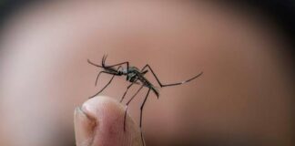 En un 40% aumentan los casos de dengue a nivel nacional, reportan autoridades sanitarias