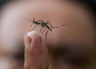 En un 40% aumentan los casos de dengue a nivel nacional, reportan autoridades sanitarias