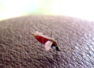 OMS dice que El Salvador es pionero centroamericano en eliminación de malaria