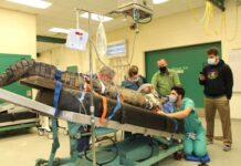 Enorme hembra de cocodrilo operada en Florida para sacarle un zapato