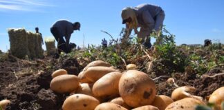 Más de 160 familias serán beneficiadas con proyectos de producción del PDAH