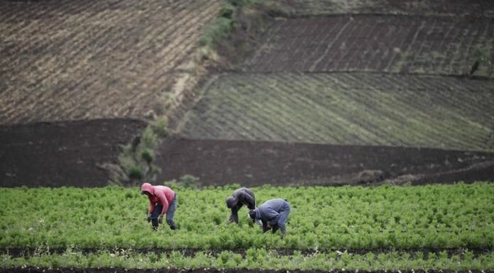 IICA y Cooperación Española inician colaboración enfocada en Centroamérica