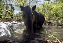Más de 80 animales son liberados en Nicaragua por el Zoológico Nacional