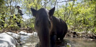Más de 80 animales son liberados en Nicaragua por el Zoológico Nacional