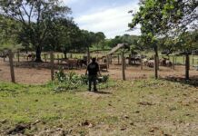 MP asegura bienes en Roatán y La Ceiba a norteamericano extraditado por estafa de 20 millones de dólares