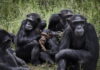 Los chimpancés, como los humanos, se unen ante las amenazas de otros grupos