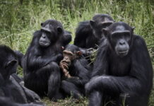Los chimpancés, como los humanos, se unen ante las amenazas de otros grupos