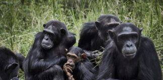 Los chimpancés, como los humanos, se unen ante las amenazas de otros grupos