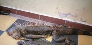 Detienen dos personas por cacería ilegal de garrobos