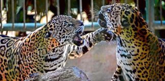 Jaguar mata a otro jaguar tras «terrible error» en zoológico de Florida