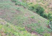 Aseguramiento de plantaciones de marihuana por FFAA