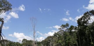 Detienen en Colombia a 40 personas por deforestación y minería ilegal