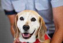 Hacia un dispositivo que detecte enfermedades por el olor como los perros