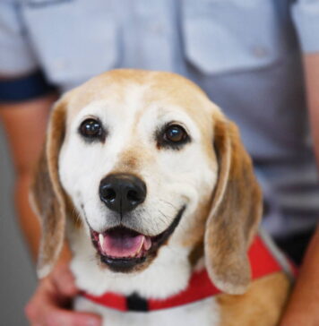 Hacia un dispositivo que detecte enfermedades por el olor como los perros