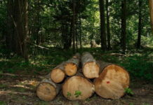 La UE y Honduras firman un acuerdo para reducir la tala ilegal de madera