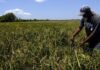 Sin acceso a fondos de a Agrocrédito productores de Arroz