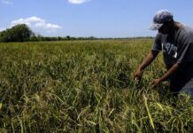 Sin acceso a fondos de a Agrocrédito productores de Arroz