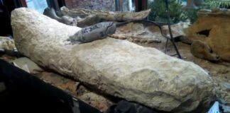 Descubren en Argentina la cola de un armadillo gigante de hace 700.000 años