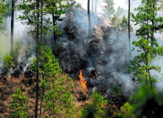 Parque nacional Montaña de Celaque arde en llamas