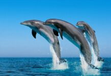 Drones para proteger a delfines Maui en peligro de extinción en Nueva Zelanda