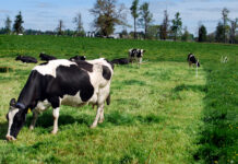 Nueva Zelanda y Latinoamérica comparten experiencias de ganadería sostenible