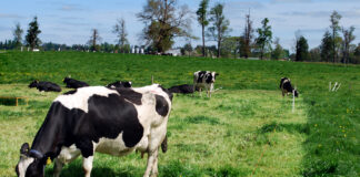 Nueva Zelanda y Latinoamérica comparten experiencias de ganadería sostenible