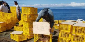 Reintegran a cerca de 500 ejemplares de iguanas extintas en isla de Galápagos