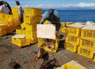 Reintegran a cerca de 500 ejemplares de iguanas extintas en isla de Galápagos