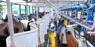 Unos 4 millones de litros de leche se dejaron de exportar