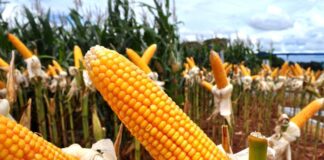 Producen 12 millones de quintales de maíz
