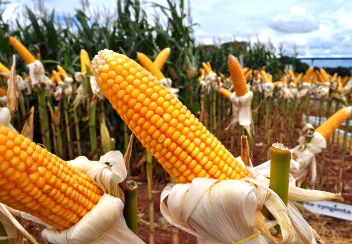 Producen 12 millones de quintales de maíz | Diario Paradigma