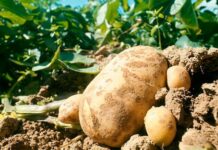 Al menos 1,000 quintales de semilla de papa producirá Honduras con apoyo de Taiwán