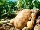 Al menos 1,000 quintales de semilla de papa producirá Honduras con apoyo de Taiwán
