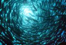 Un tercio de los peces de agua dulce pueden estar en peligro de extinción