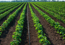 SAG invertirá L 32 millones en proyecto de riego