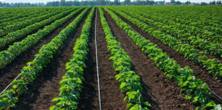 SAG invertirá L 32 millones en proyecto de riego